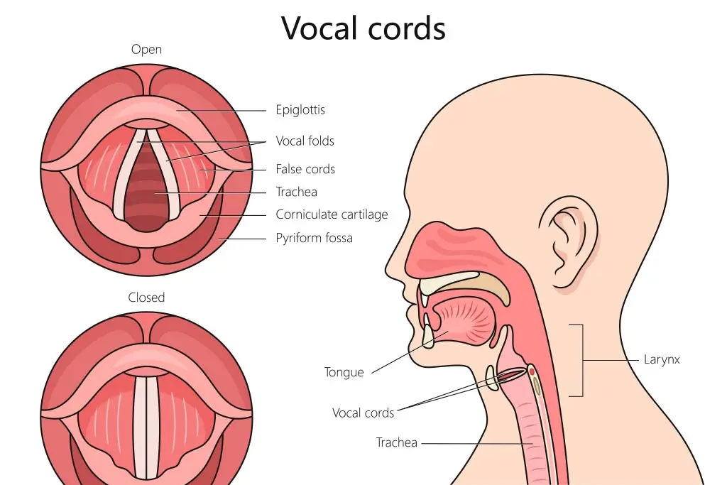 Illustration of vocal cords