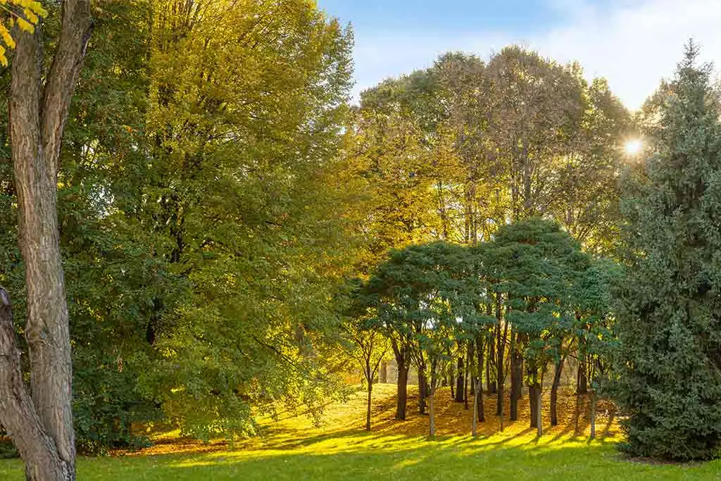 Sunlight shining through trees in a green park